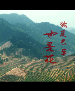 狗尾巴草也是花